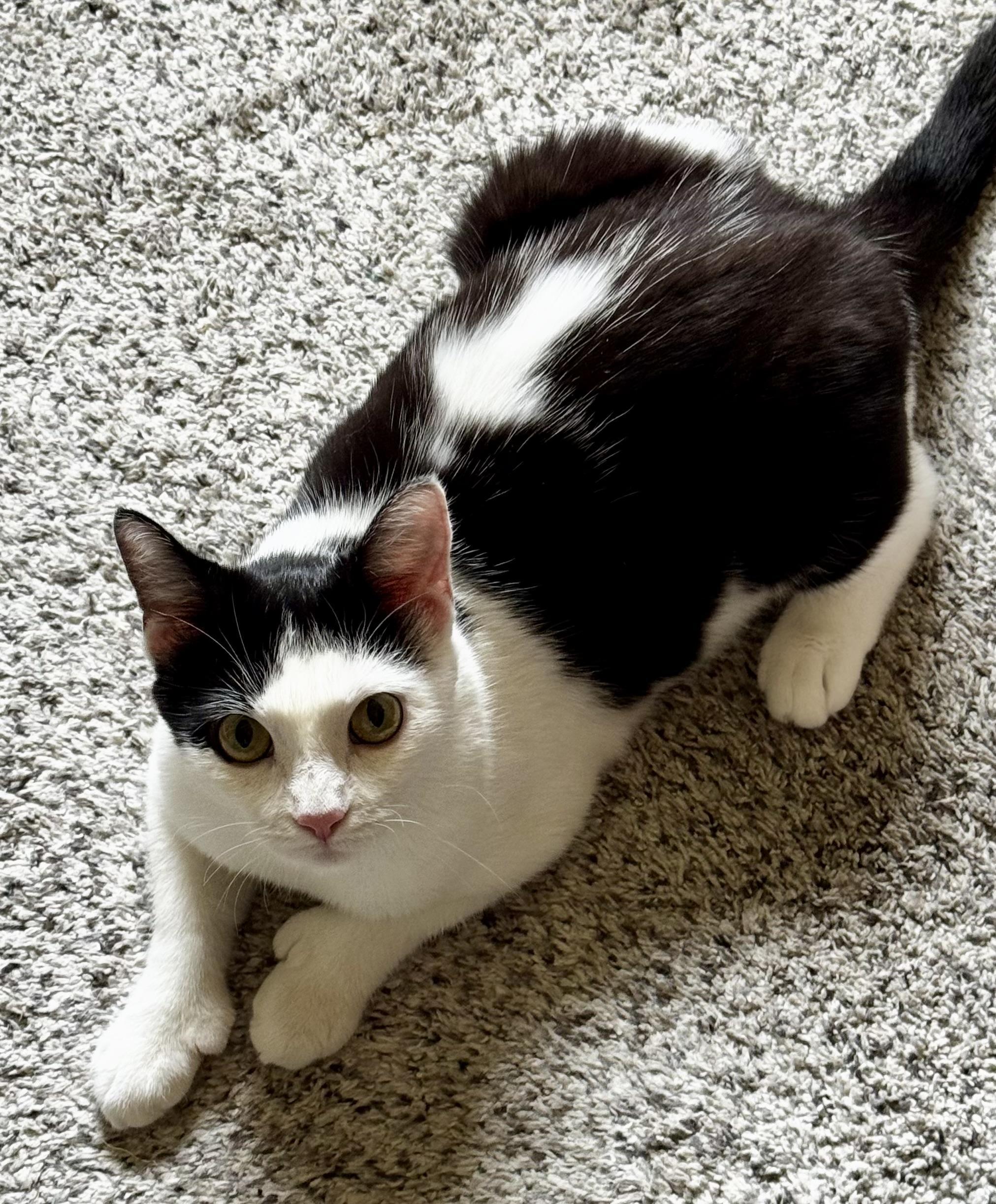 Enlarge Sophia, a Adoptable Domestic Short Hair in Bethel Park, PA image 5/6
