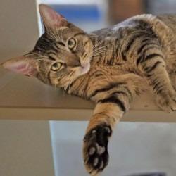 Belly, Adoptable, Young Male Domestic Short Hair.