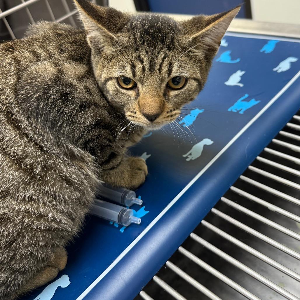 Belly, a Adoptable Domestic Short Hair in Galveston, TX image 1/3