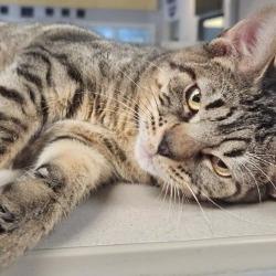 Belly, a Adoptable Domestic Short Hair in Galveston, TX image 2/3