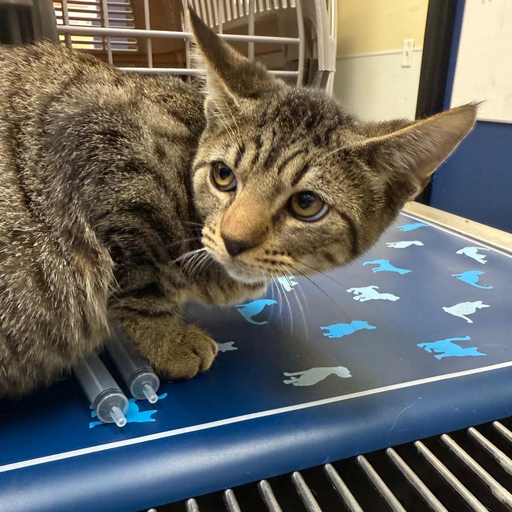 Belly, a Adoptable Domestic Short Hair in Galveston, TX image 3/3