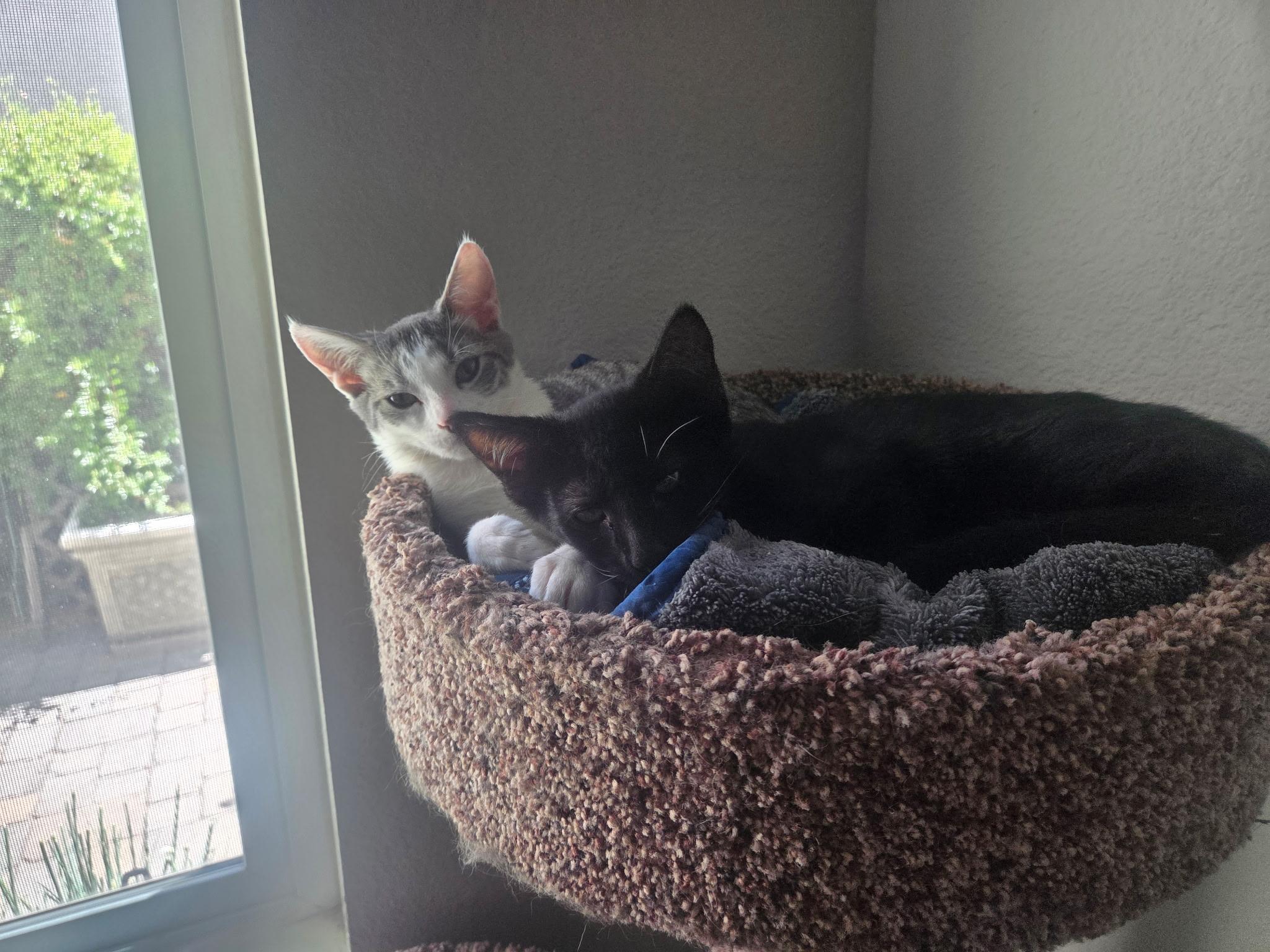 Sally, a ADOPTABLE Domestic Short Hair in Penryn, CA image 1/5