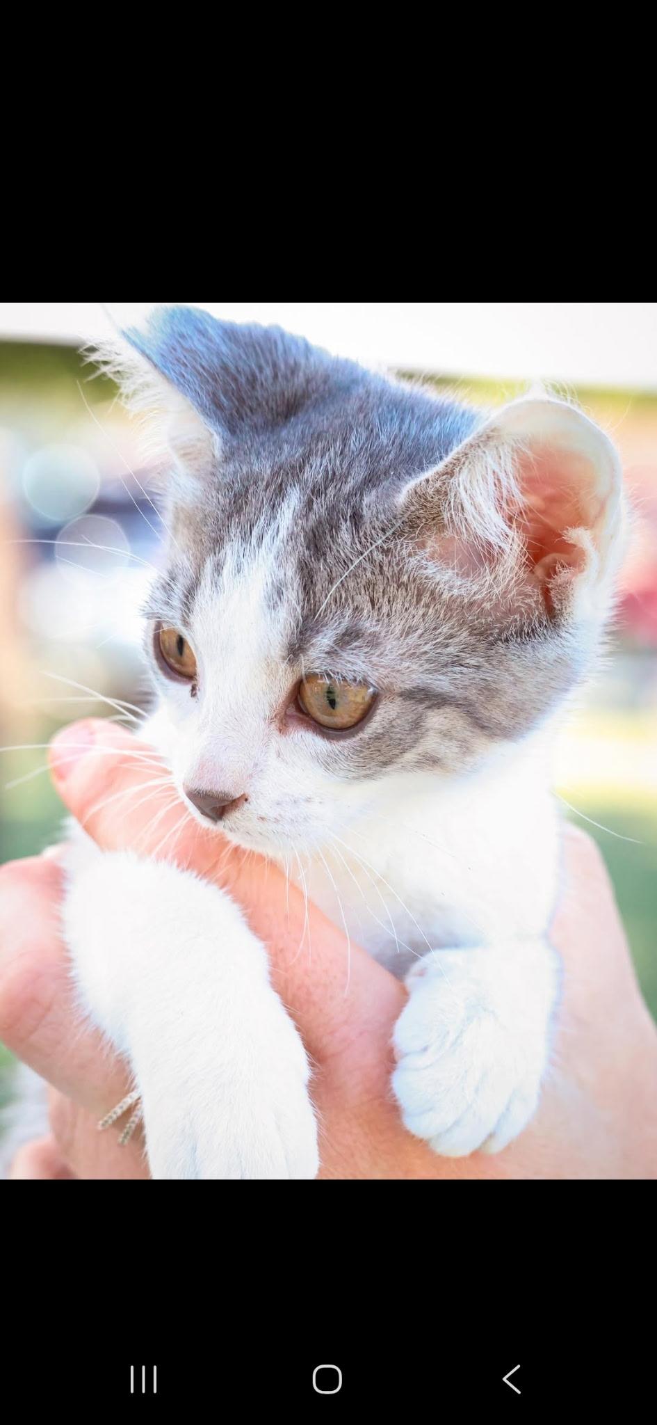 Sally, a ADOPTABLE Domestic Short Hair in Penryn, CA image 2/5
