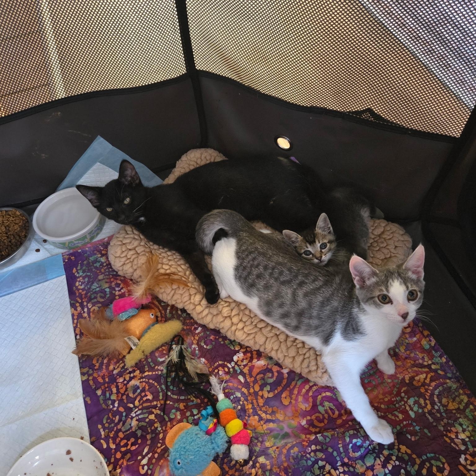 Sally, a ADOPTABLE Domestic Short Hair in Penryn, CA image 5/5