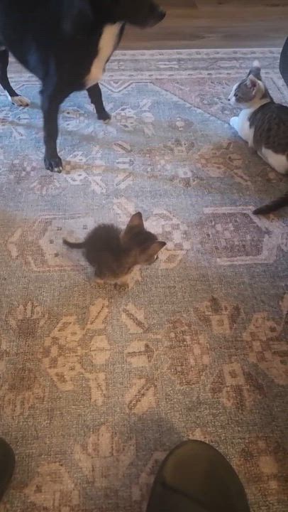 Enlarge Sally, a ADOPTABLE Domestic Short Hair in Penryn, CA video 3/5