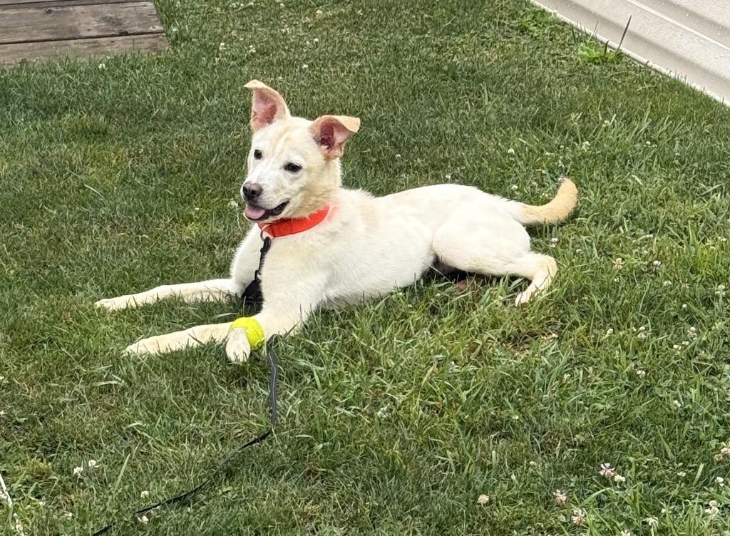 Enlarge Ghost, a Adoptable mixed breed in Pine Grove, PA image 1/1