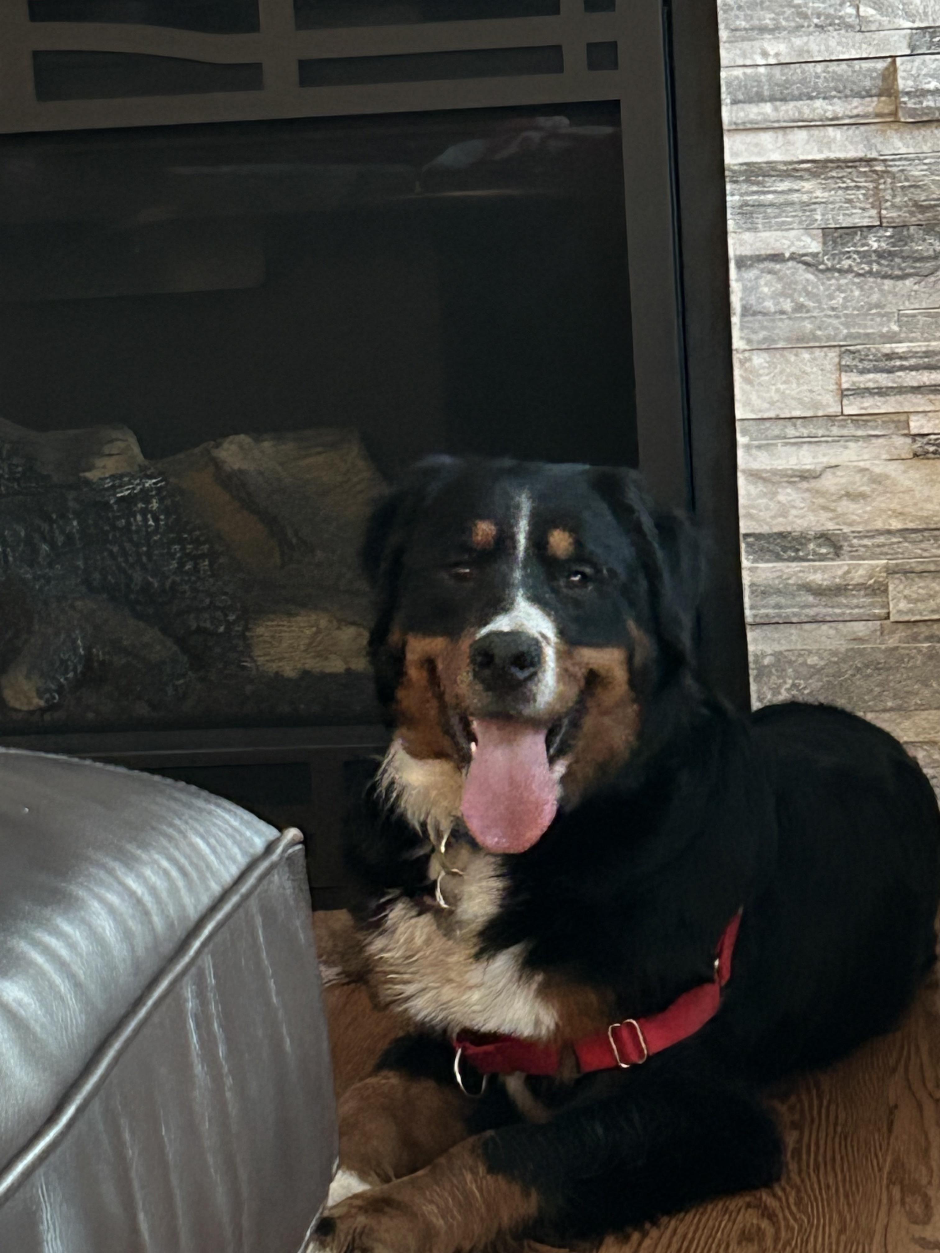 Baby, adopted, Adult Female Bernese Mountain Dog.