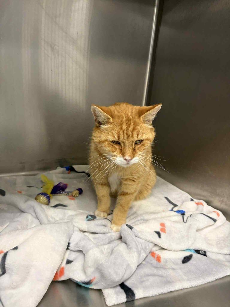 Enlarge TOBY, a Adoptable mixed breed in Athens, AL image 3/4