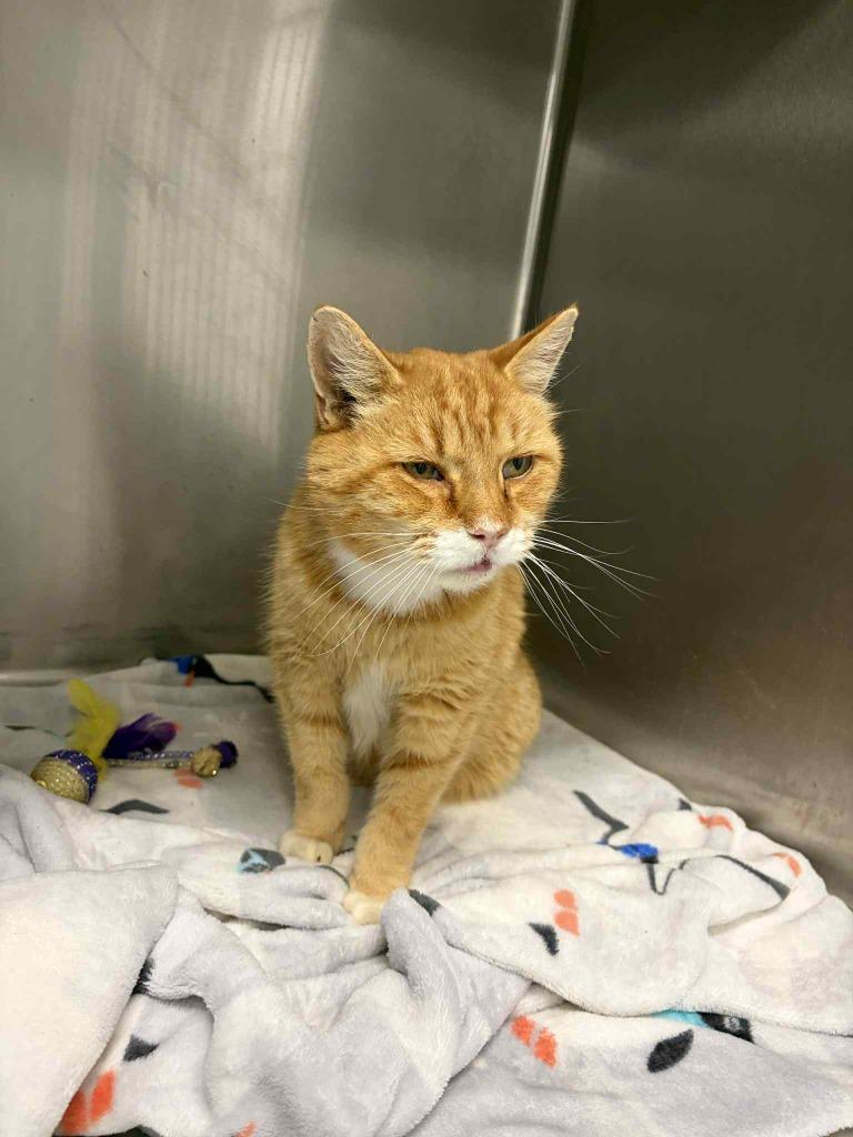 Enlarge TOBY, a Adoptable mixed breed in Athens, AL image 4/4