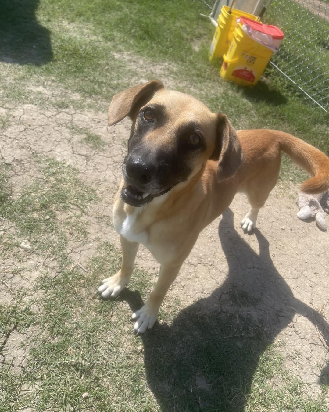 Winnie, Adoptable, Adult Female Yellow Labrador Retriever.