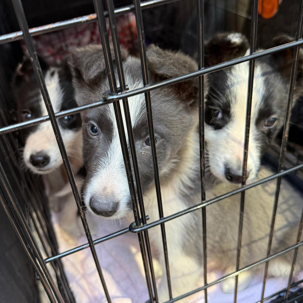 Hershey 22358 — thumbnail 2