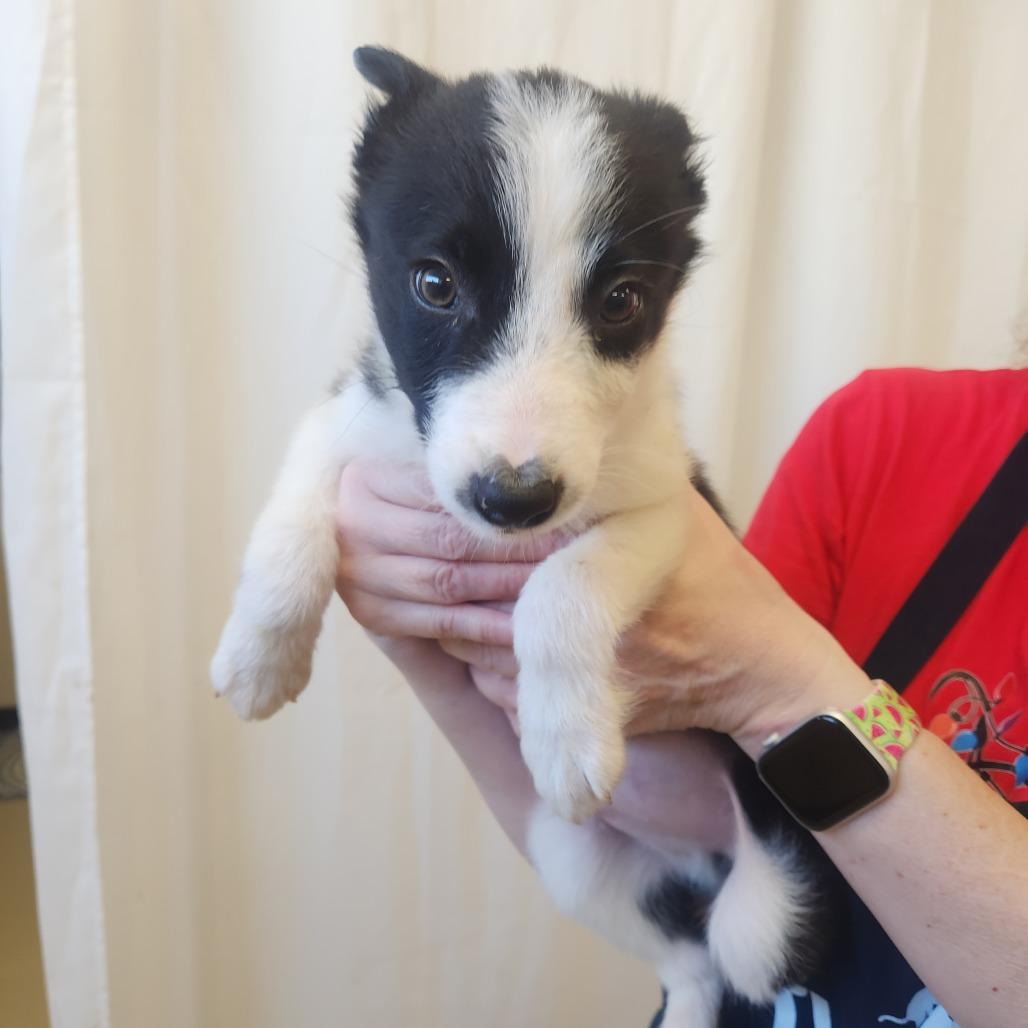 Hershey 22358 — thumbnail 3