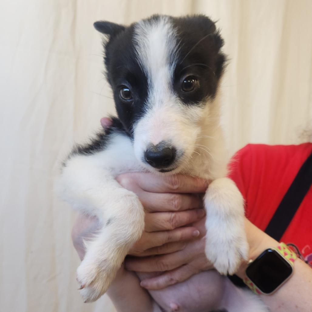 Hershey 22358 — thumbnail 4