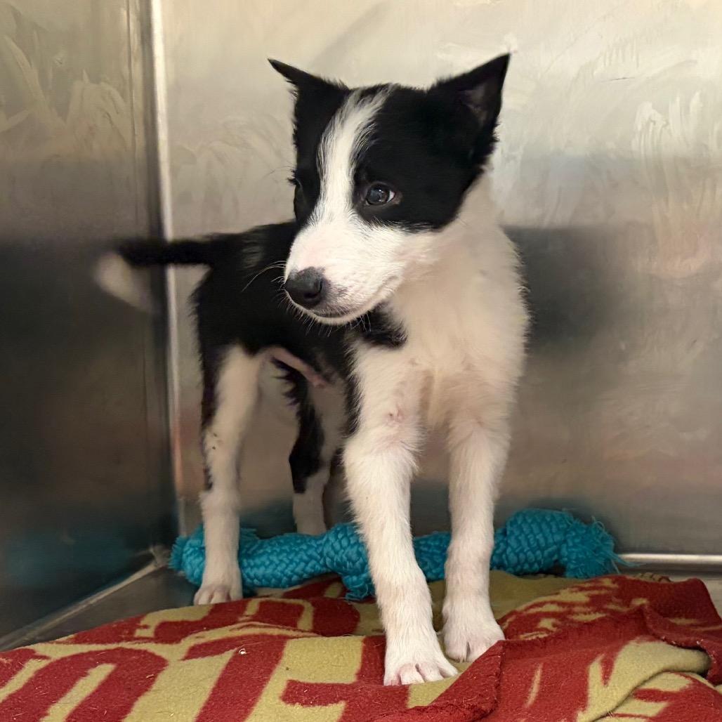 Hershey 22358 — thumbnail 5