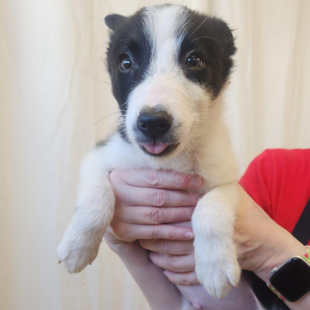 Hershey 22358 — thumbnail 6