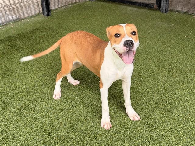 Enlarge PEONY, a Adoptable mixed breed in Garland, TX image 1/1