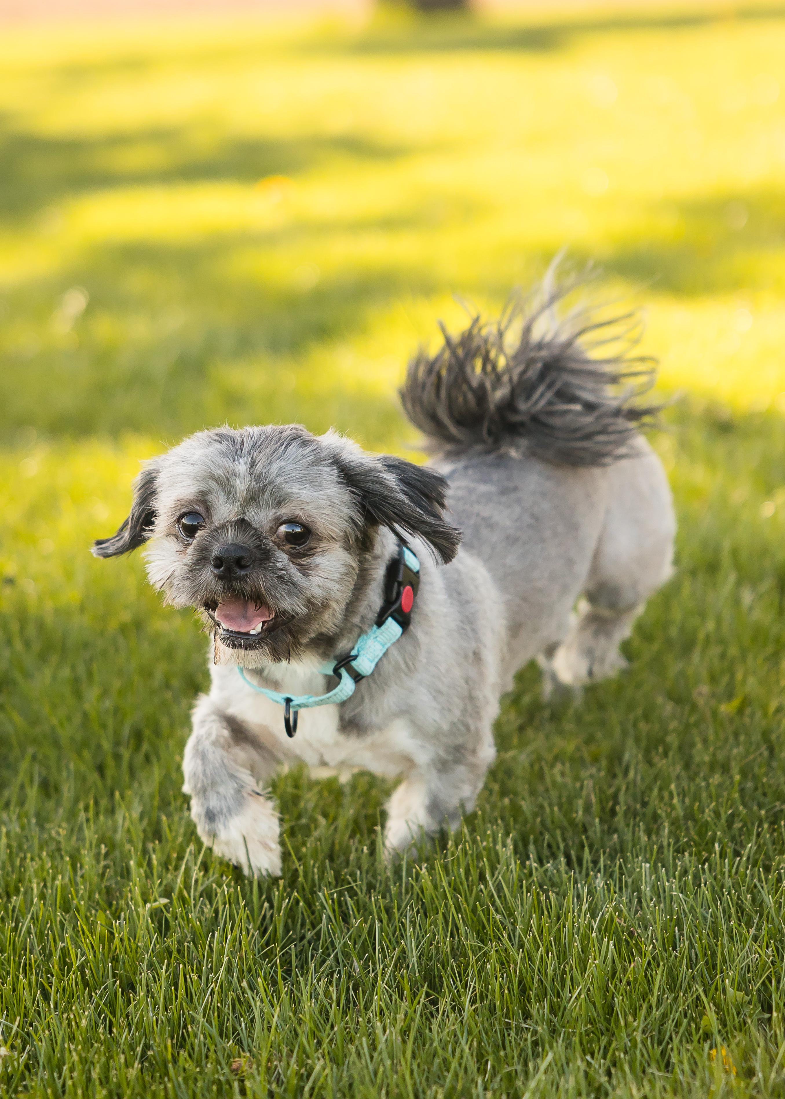 Gibbs, a Adopted Shih Tzu in Pigeon, MI image 5/5