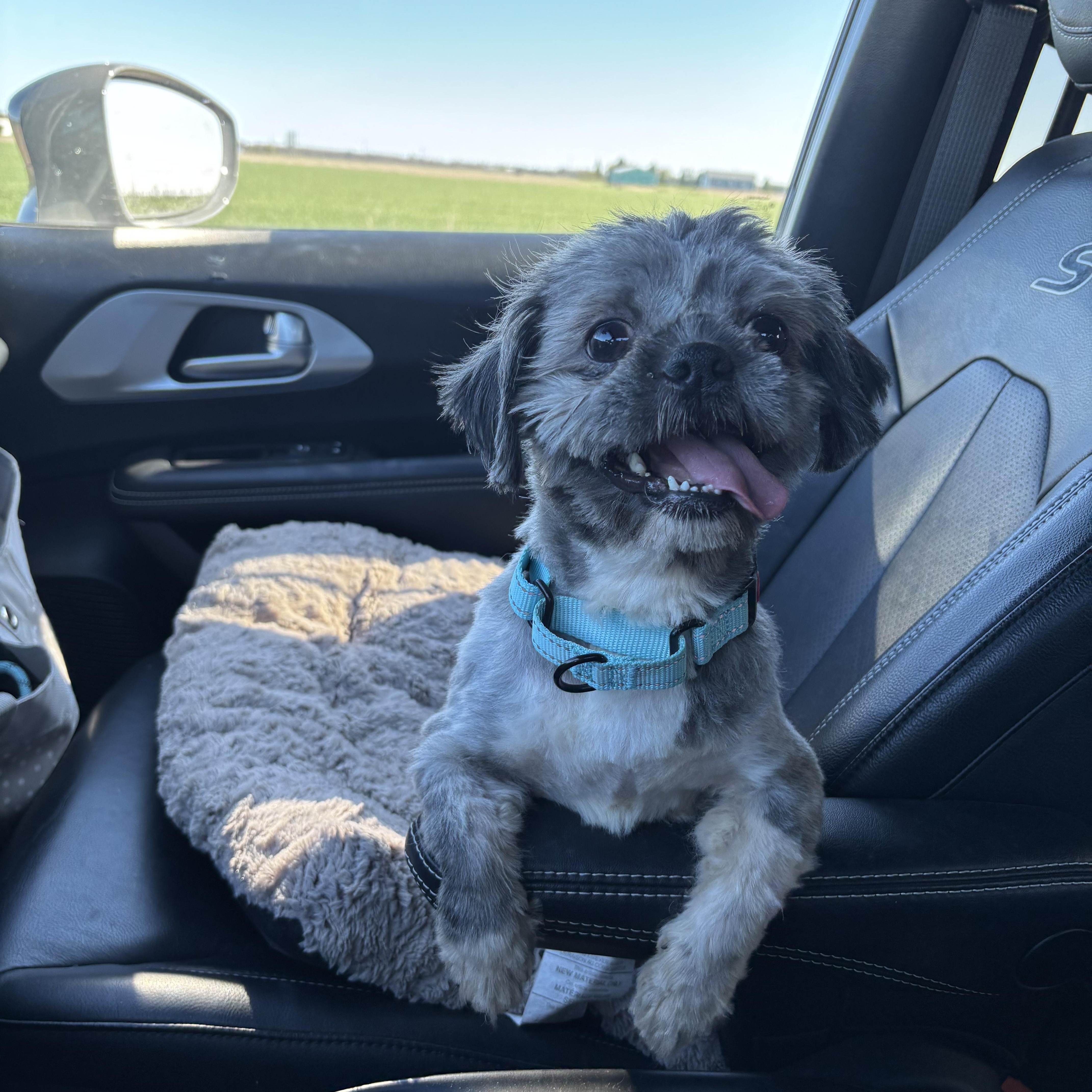 Gibbs, a Adopted Shih Tzu in Pigeon, MI image 4/5