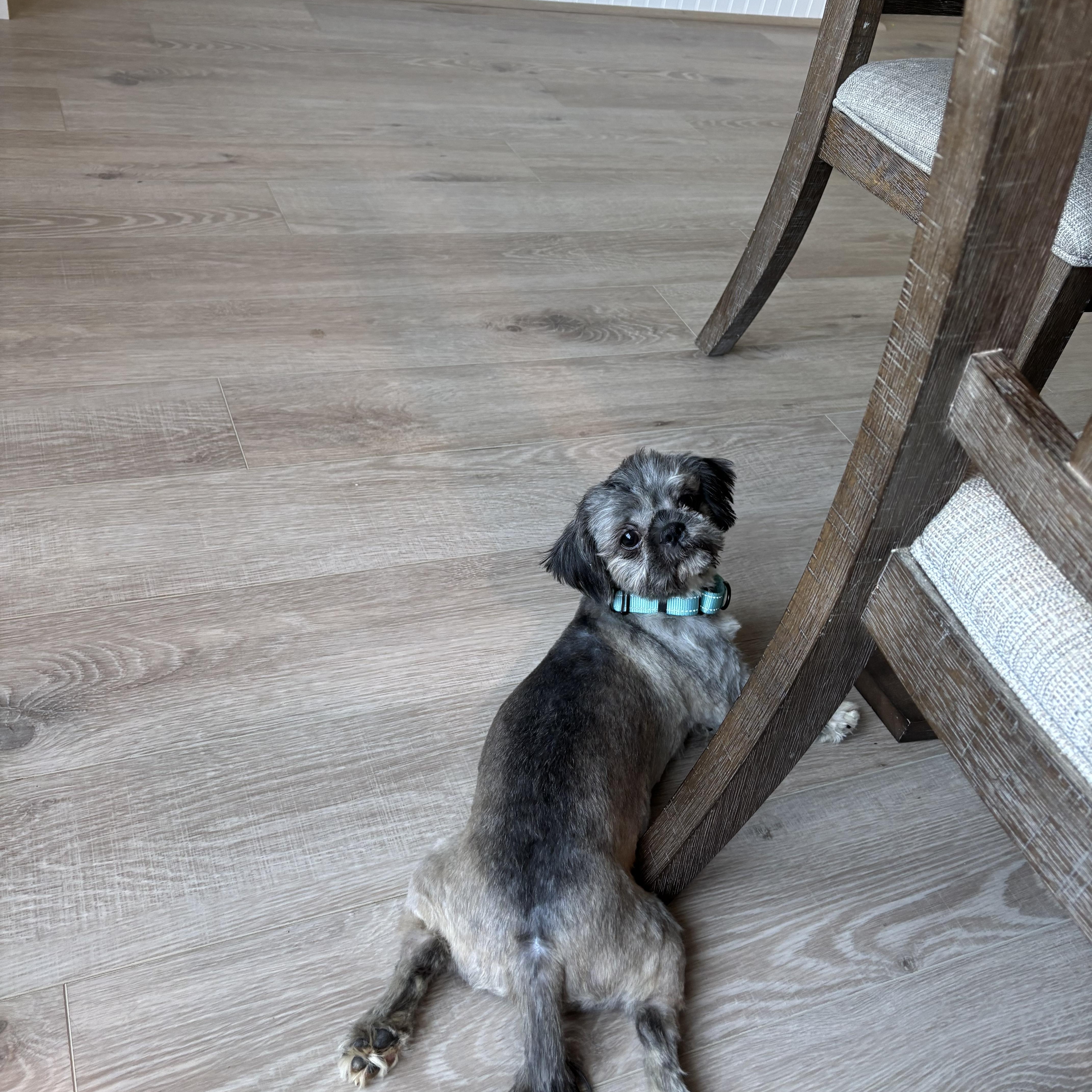 Gibbs, a Adopted Shih Tzu in Pigeon, MI image 3/5