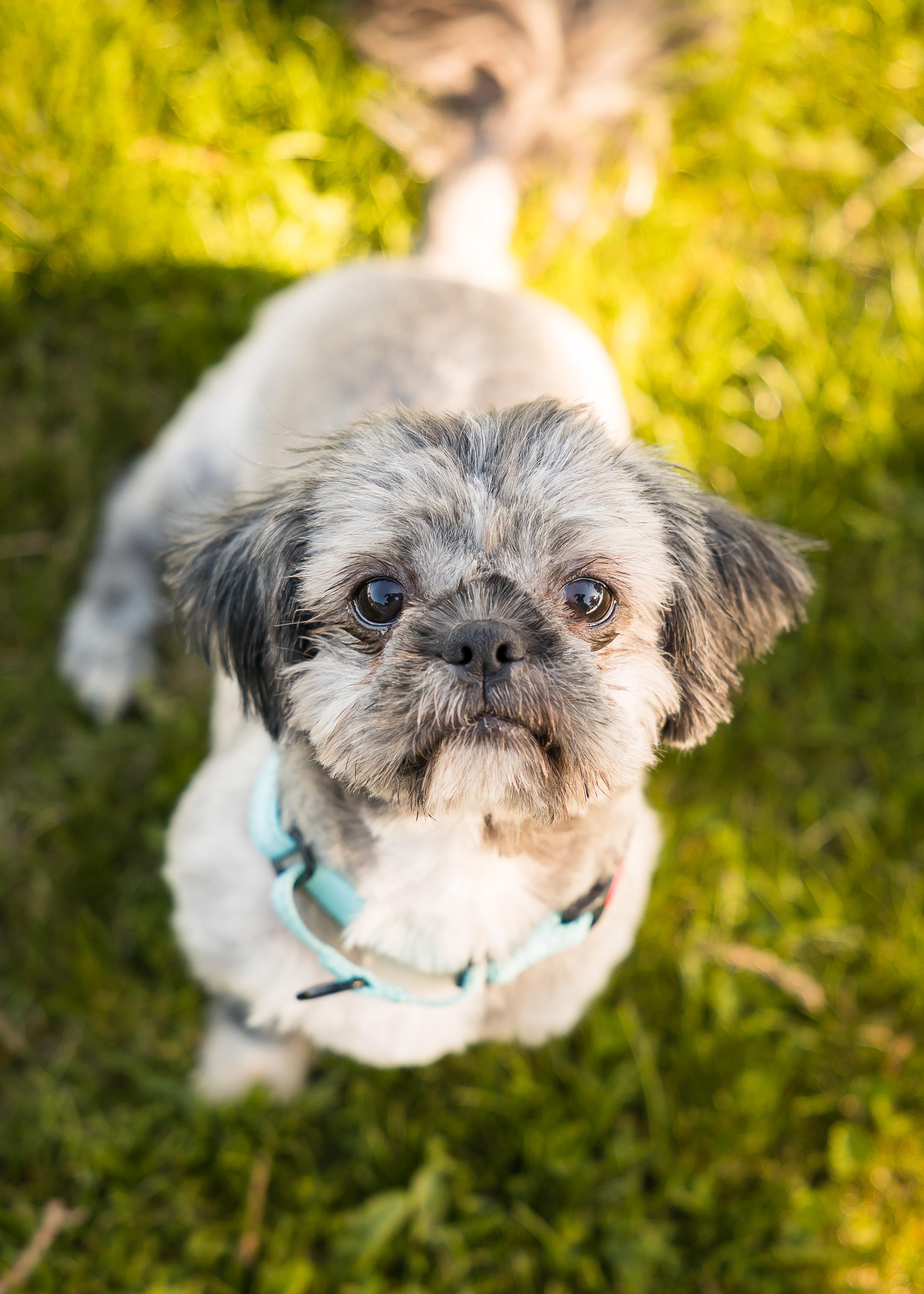 Gibbs, a Adopted Shih Tzu in Pigeon, MI image 1/5