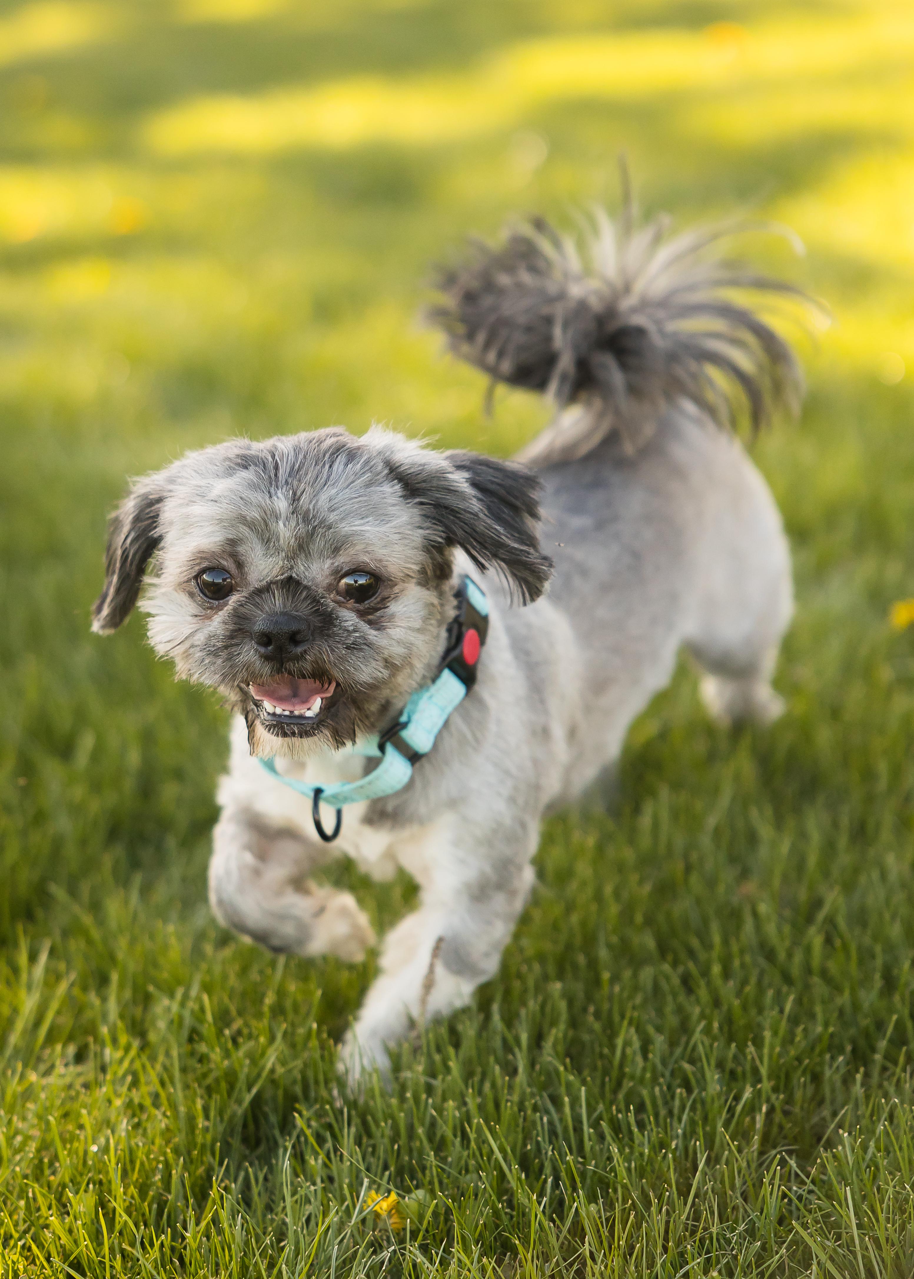 Gibbs, a Adopted Shih Tzu in Pigeon, MI image 2/5