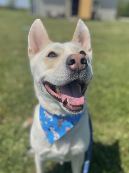 Enlarge Sammy, a Adoptable mixed breed in Columbus, IN image 1/3