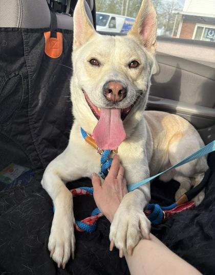 Enlarge Sammy, a Adoptable mixed breed in Columbus, IN image 2/3