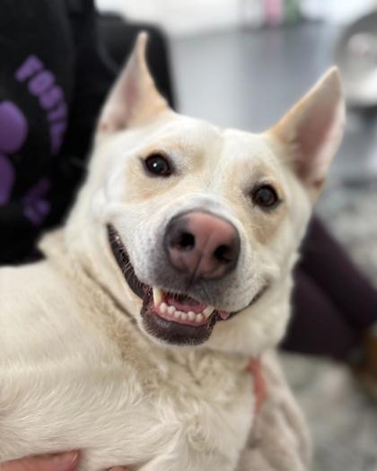 Enlarge Sammy, a Adoptable mixed breed in Columbus, IN image 3/3