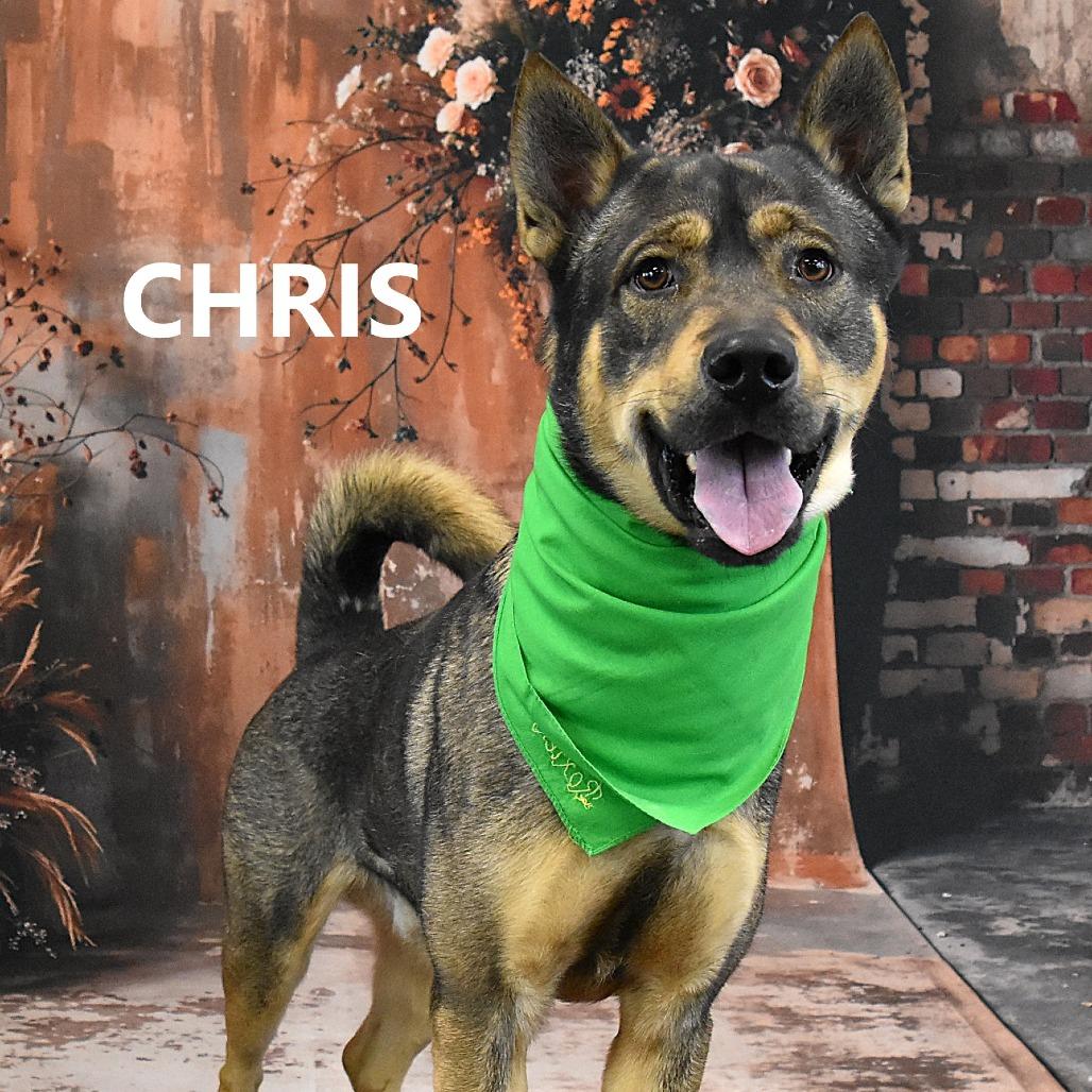 Chris, Adoptable, Adult Male Shepherd.