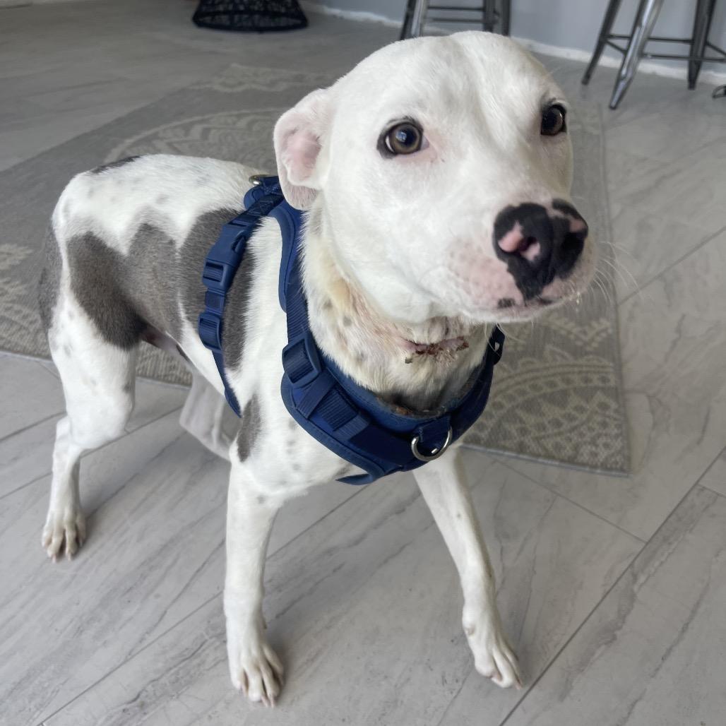 Toaster Strudel, Adoptable, Young Male American Bulldog.