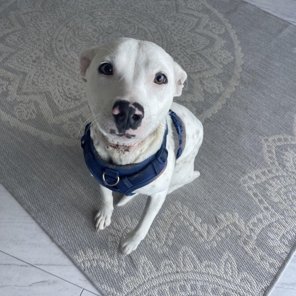 Toaster Strudel, a Adoptable American Bulldog in Valdosta , GA image 2/6