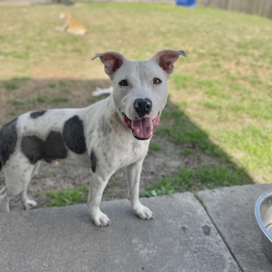 Enlarge Toaster Strudel, a Adoptable American Bulldog in Valdosta , GA image 2/6