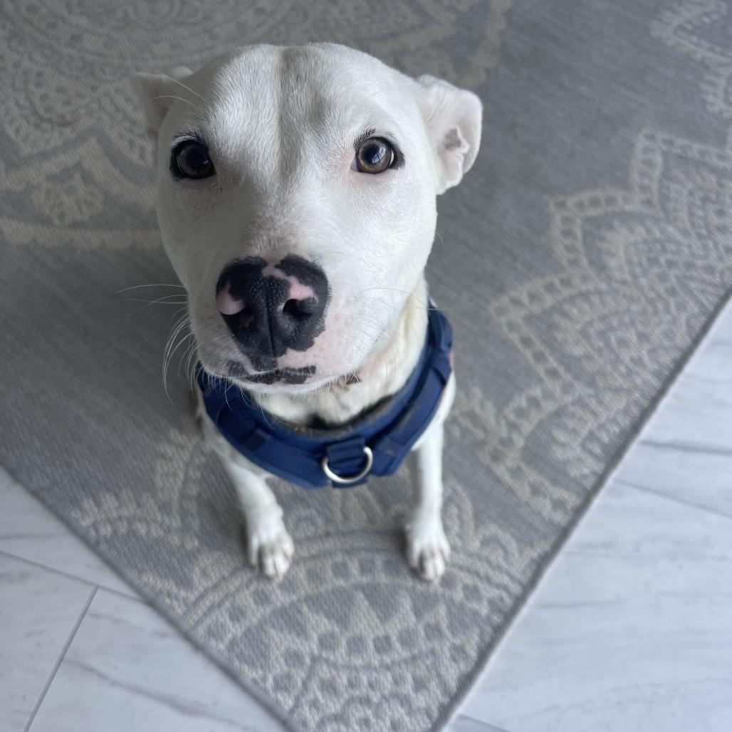 Toaster Strudel, a Adoptable American Bulldog in Valdosta , GA image 3/6