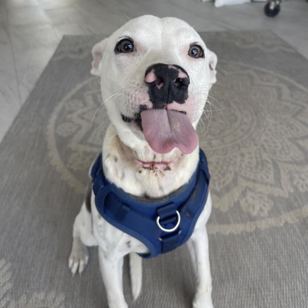 Toaster Strudel, a Adoptable American Bulldog in Valdosta , GA image 4/6