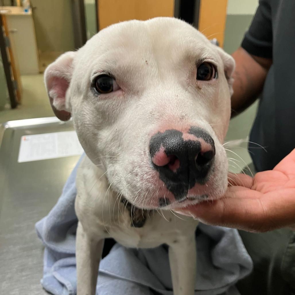 Toaster Strudel, Adoptable, Young Male American Bulldog.