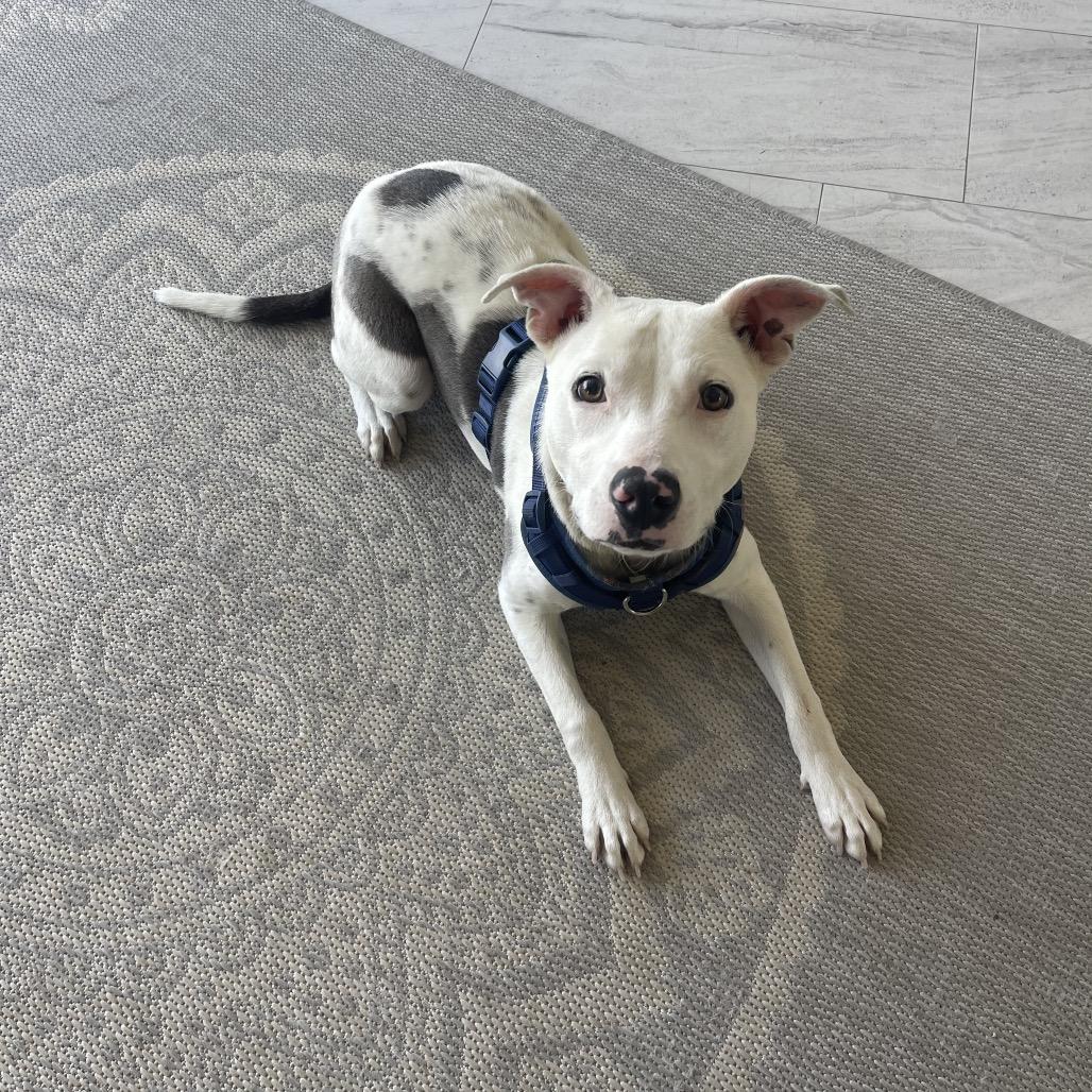 Toaster Strudel, a Adoptable American Bulldog in Valdosta , GA image 6/6