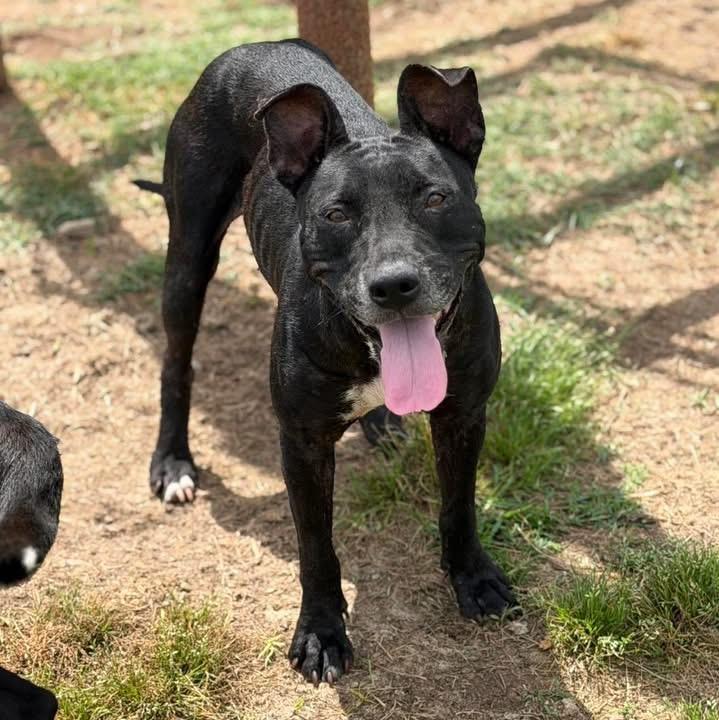 Kacie, ADOPTABLE, Young Female Mixed Breed.