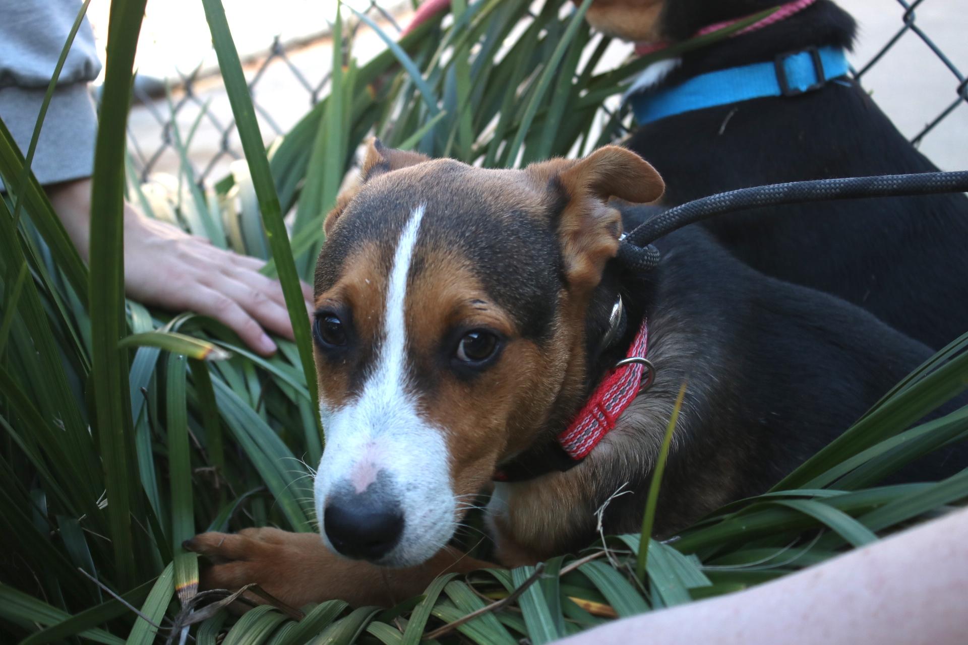 Addie, Baby Male German Shepherd Dog