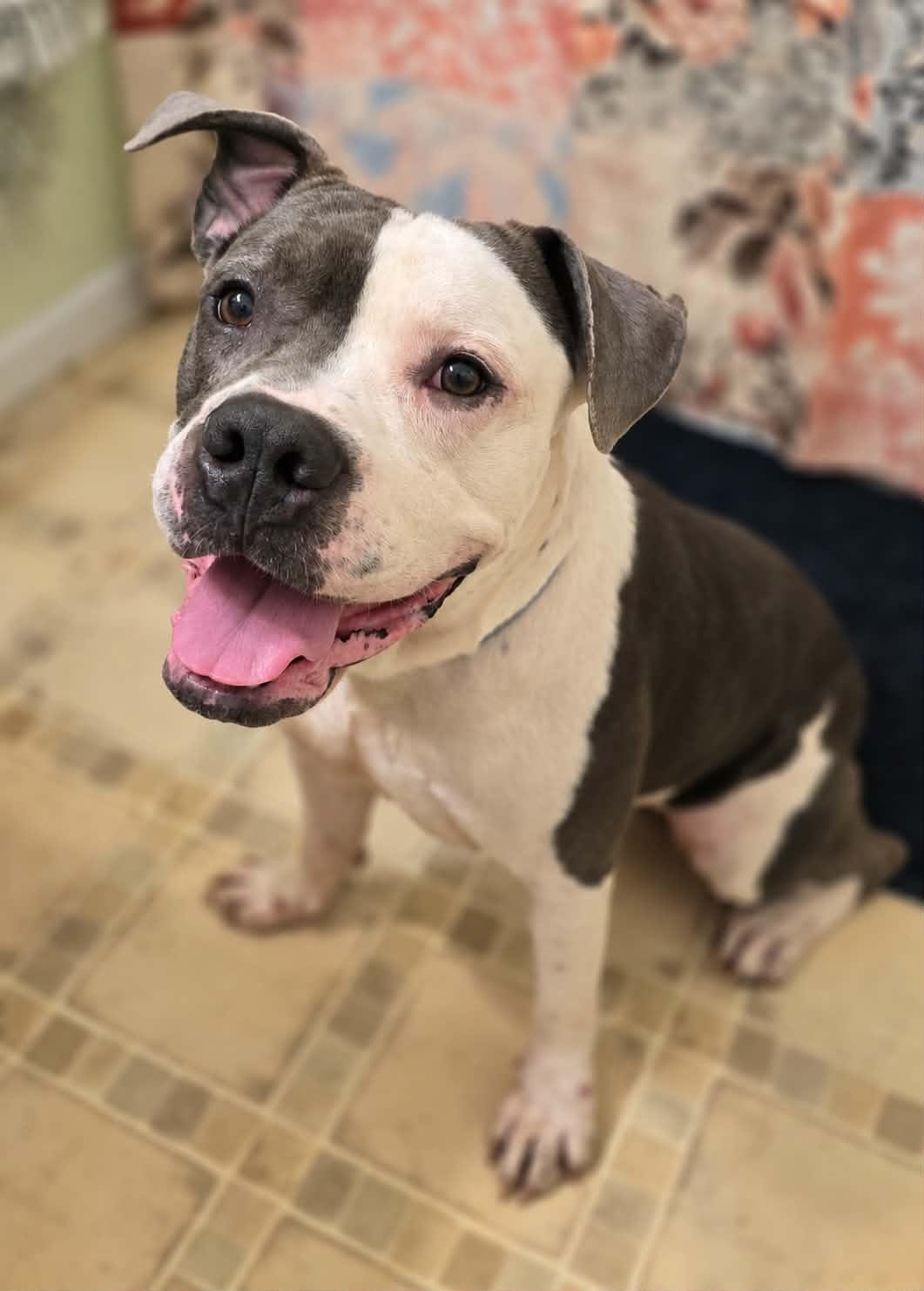 STEEL, Adoptable, Adult Male Bulldog.