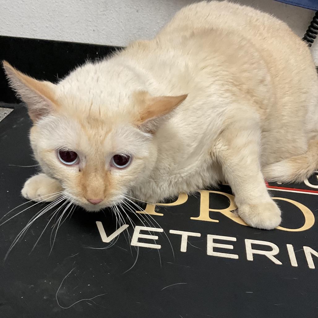 Enlarge Peanut, a Adoptable Domestic Short Hair in Henderson, NV image 1/1