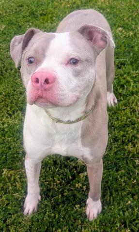 BUDDY, Adoptable, Adult Male Pit Bull Terrier & Boxer.