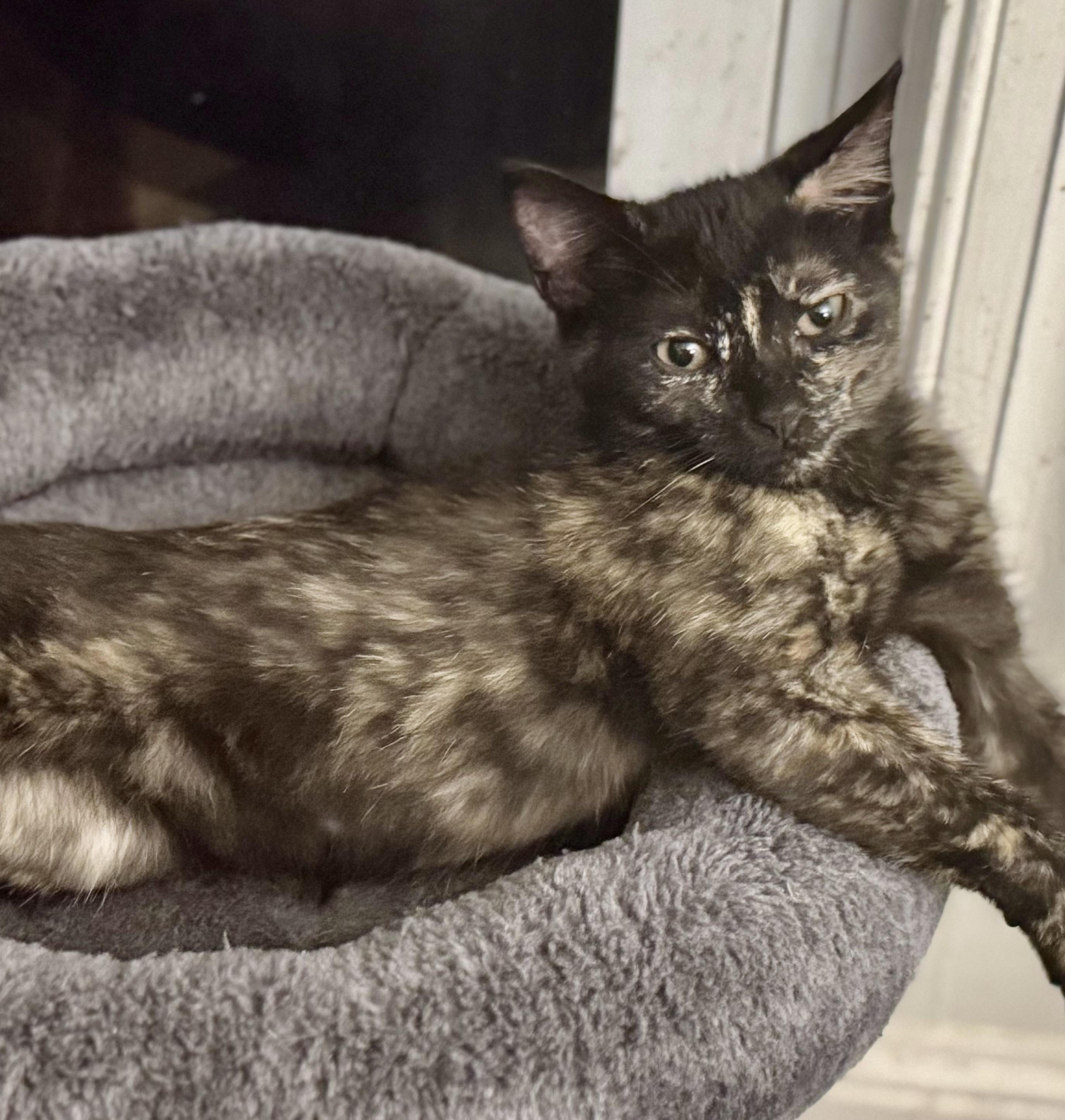 Enlarge Rosie, a Adoptable Tortoiseshell in Monroe Township, NJ image 1/3