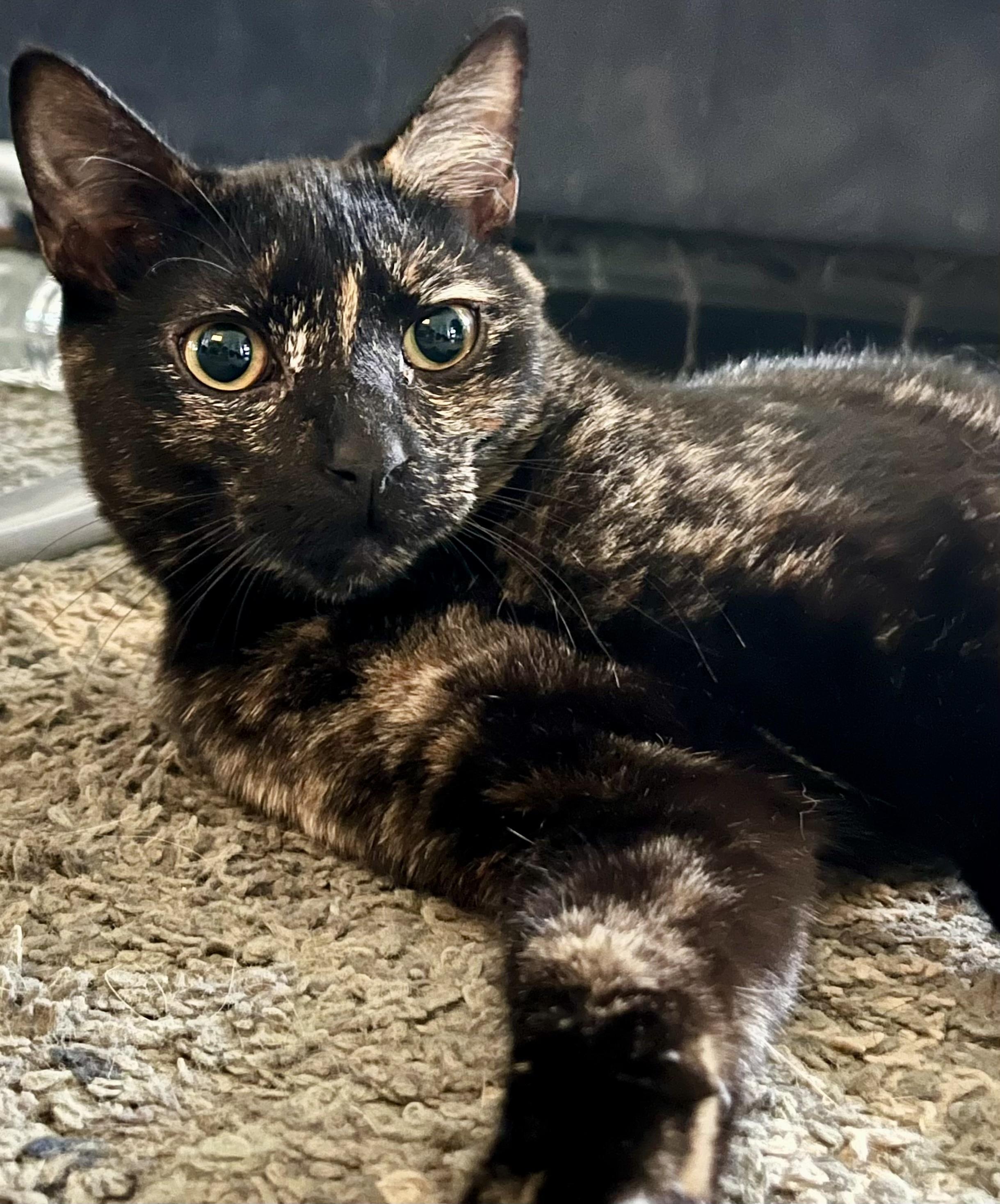 Rosie ADOPTED, Adoptable, Young Female Tortoiseshell.