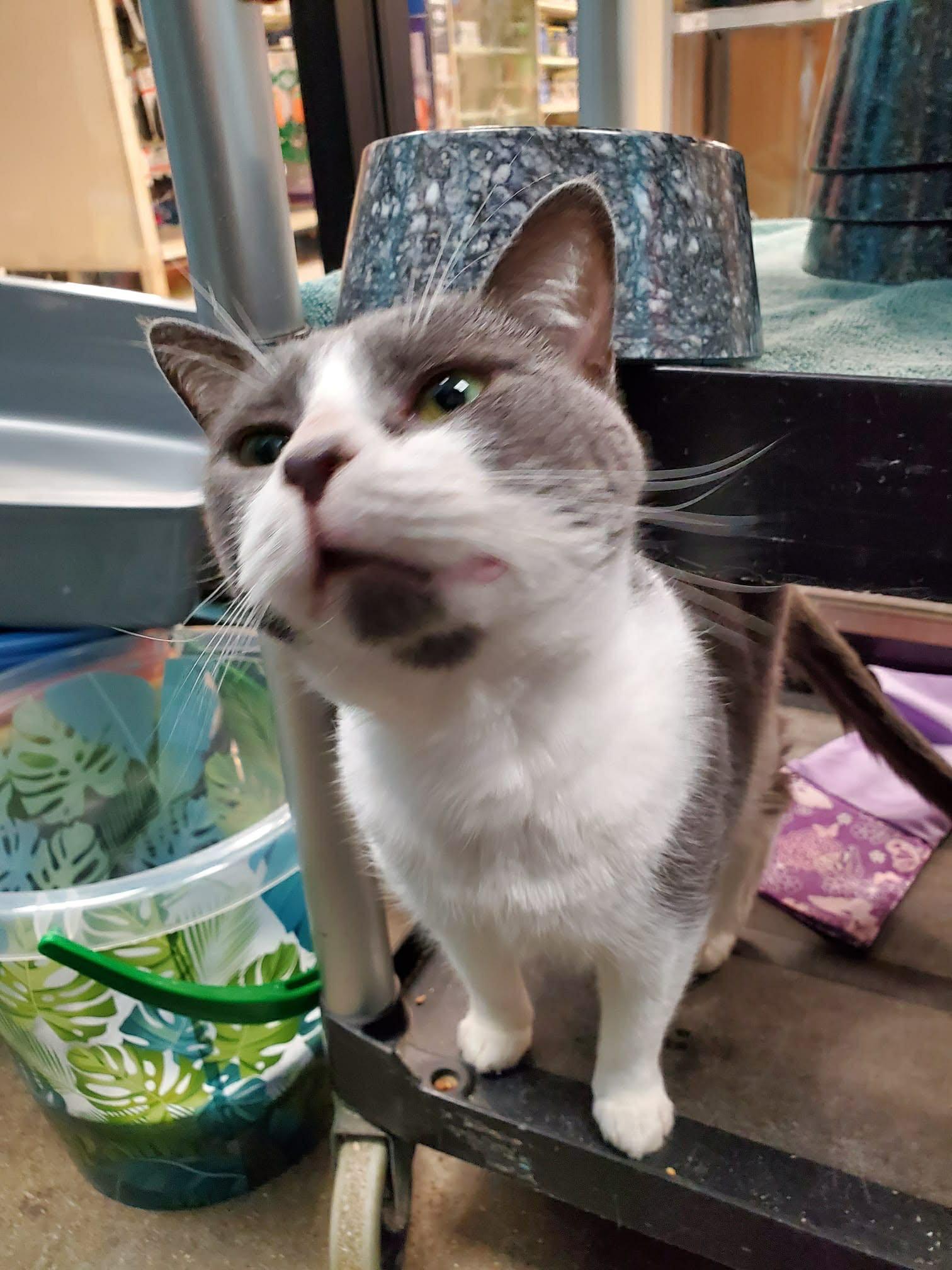 Enlarge Curious and Princess , a ADOPTABLE Domestic Short Hair in London, ON image 3/6