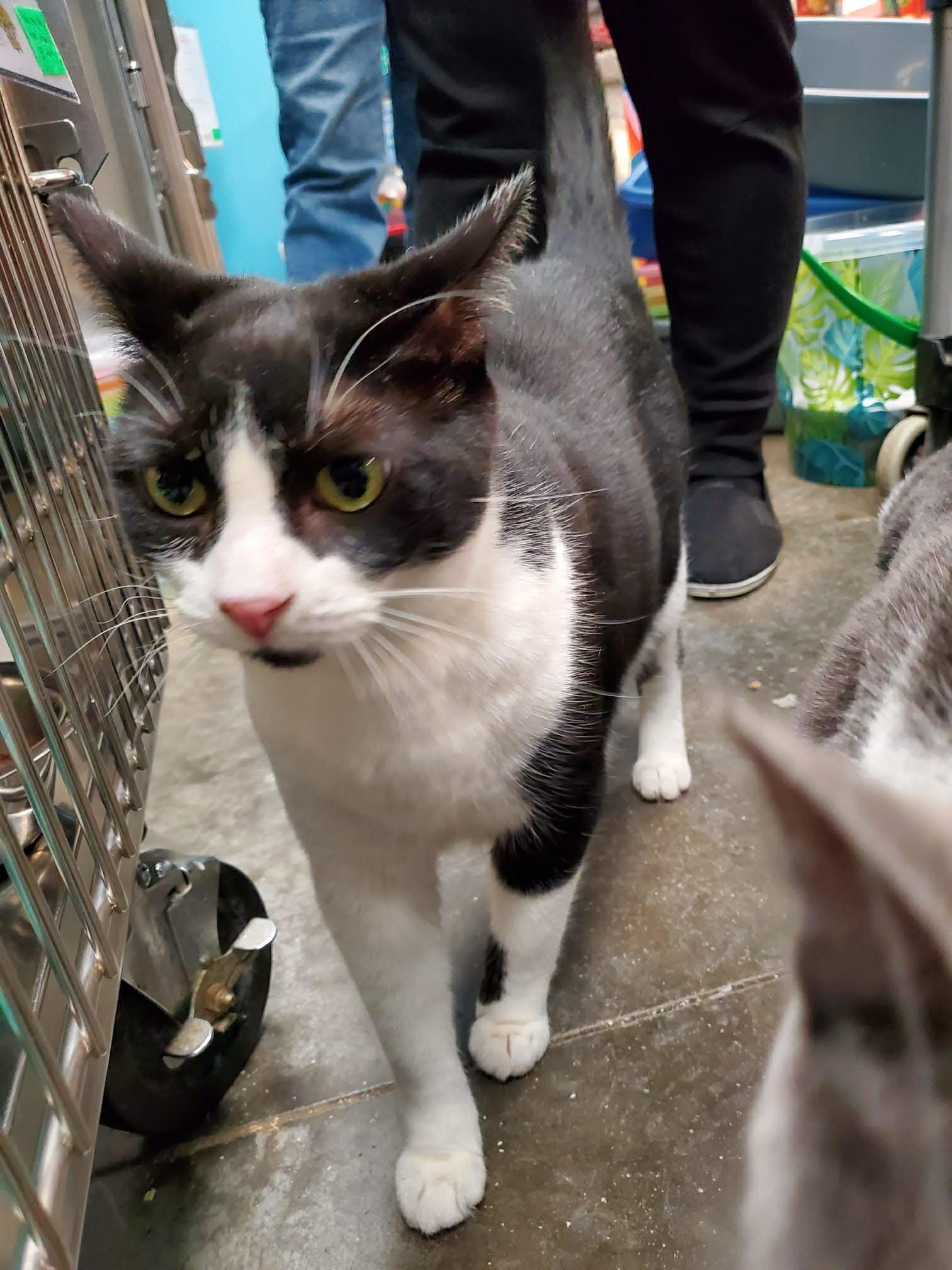 Enlarge Curious and Princess , a ADOPTABLE Domestic Short Hair in London, ON image 2/6