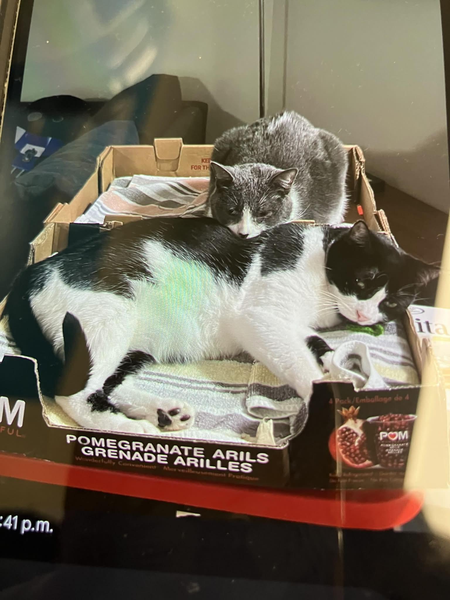 Enlarge Curious and Princess , a ADOPTABLE Domestic Short Hair in London, ON image 1/6