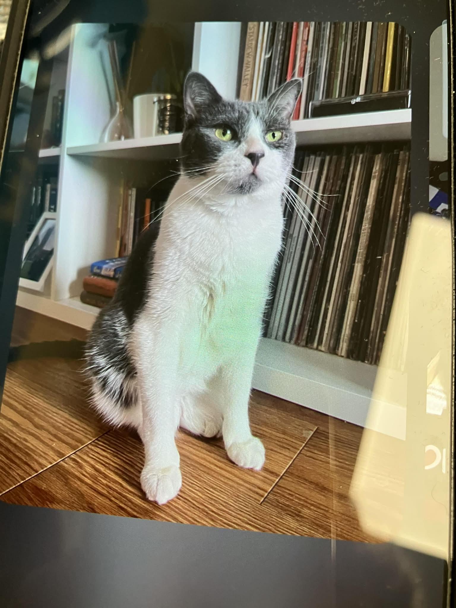 Enlarge Curious and Princess , a ADOPTABLE Domestic Short Hair in London, ON image 4/6