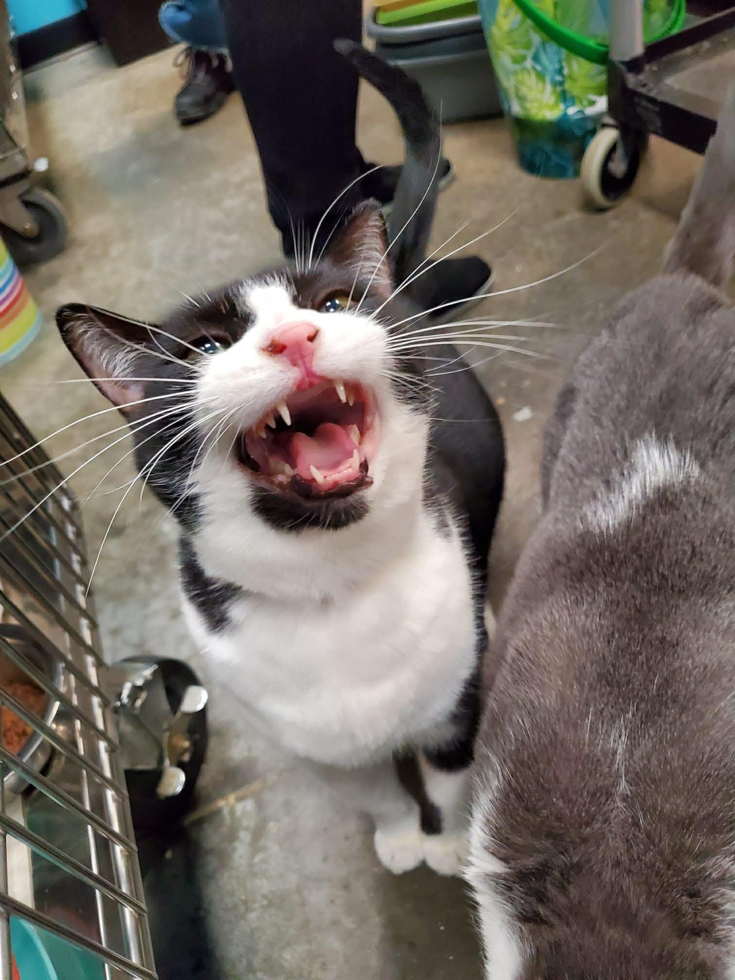 Enlarge Curious and Princess , a ADOPTABLE Domestic Short Hair in London, ON image 6/6