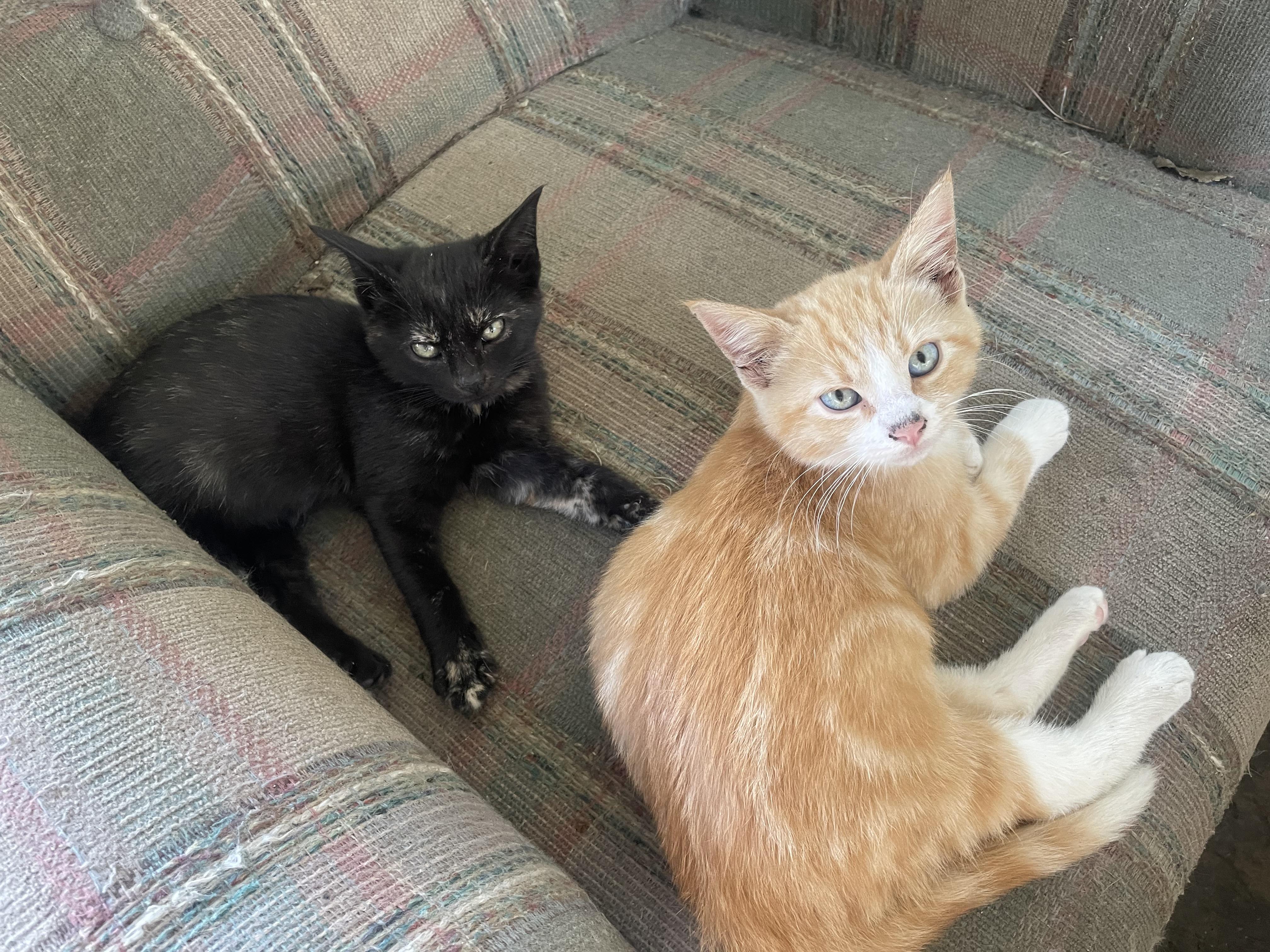 Ella & Riley (bonded brother & sister), adopted, Young Female Domestic Short Hair.