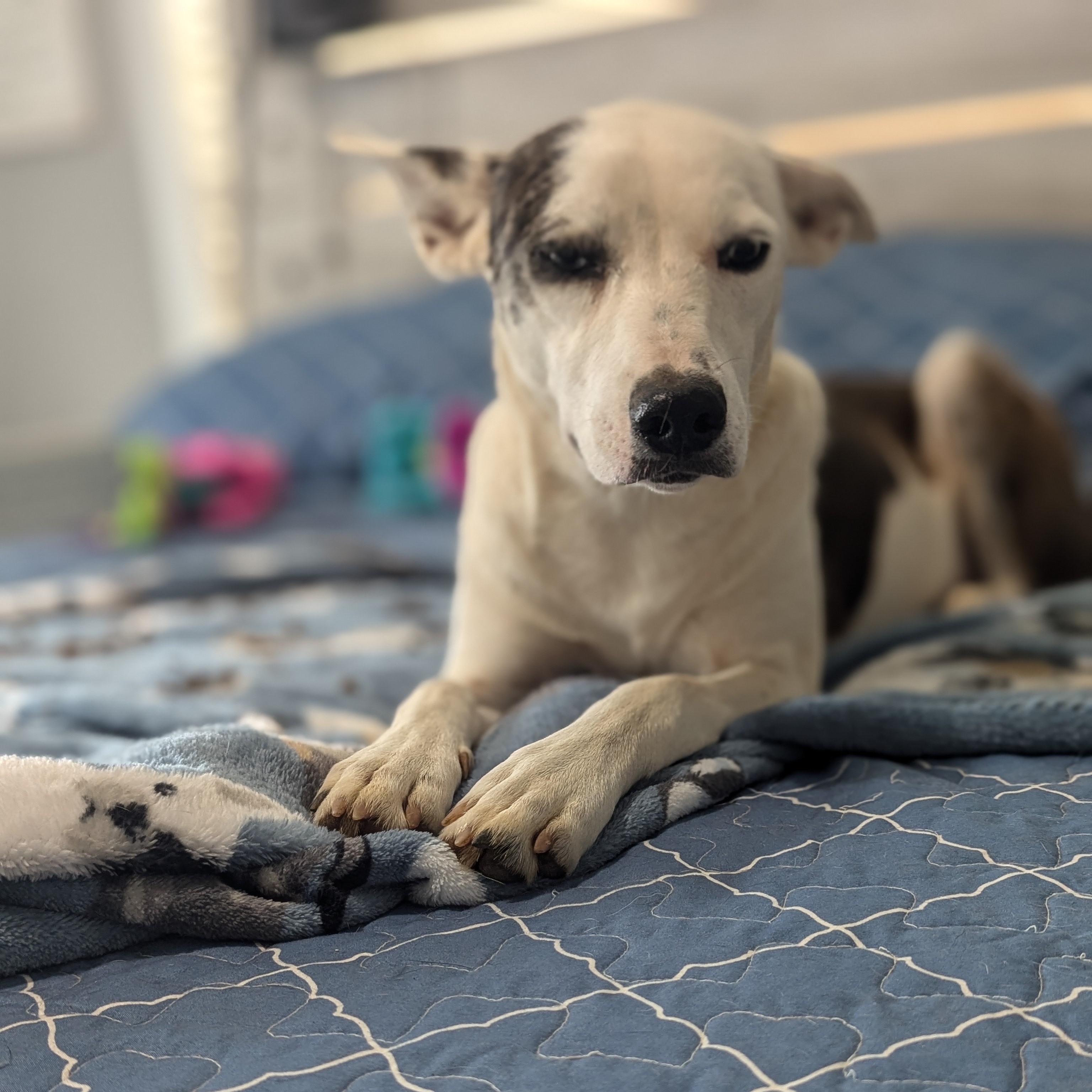 Dog for adoption Jubilee, a Catahoula Leopard Dog & Coonhound Mix in